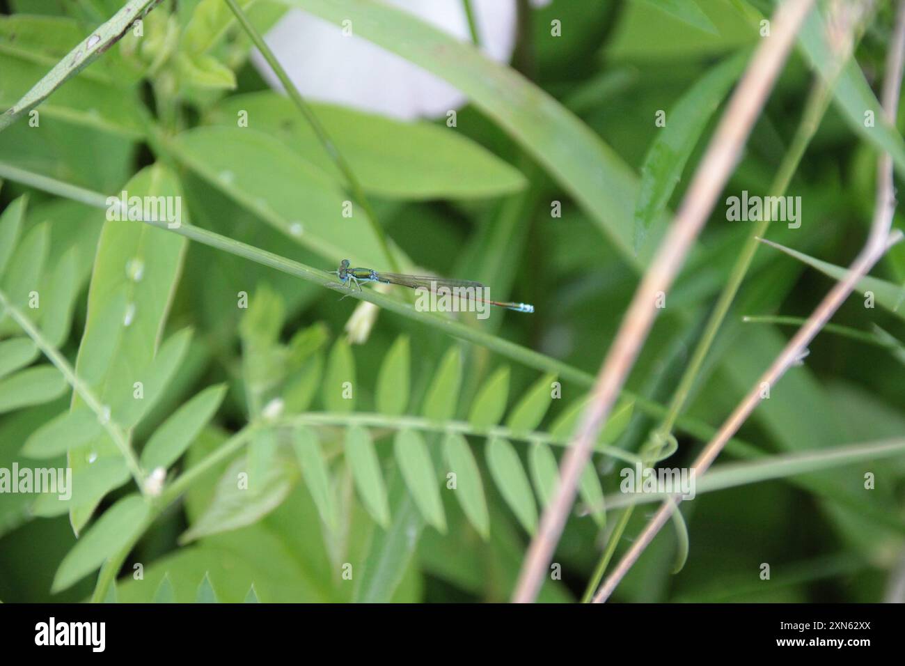 Sedge Sprite (Nehalennia irene) Insecta Stock Photo - Alamy