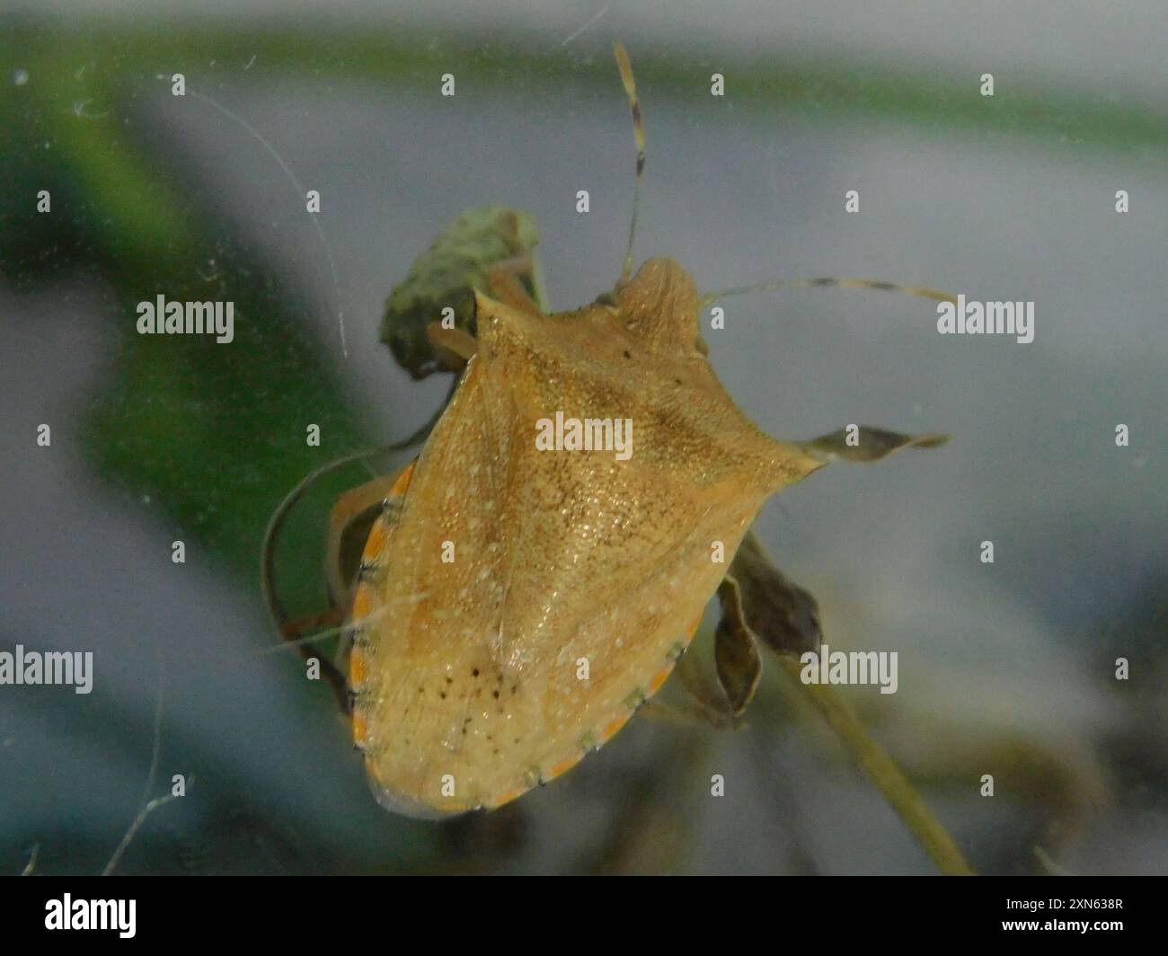 Neotropical Red-shouldered Stink Bug (Thyanta perditor) Insecta Stock ...