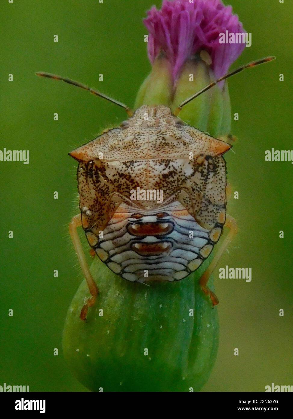 Neotropical Red-shouldered Stink Bug (Thyanta perditor) Insecta Stock ...