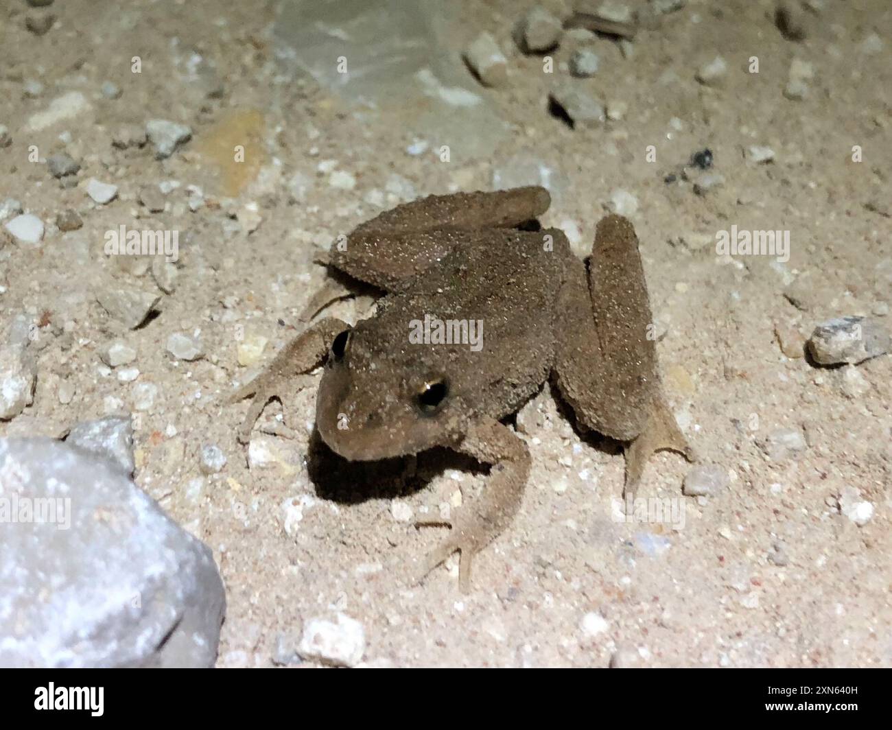 Blanchard's Cricket Frog (Acris blanchardi) Amphibia Stock Photo - Alamy