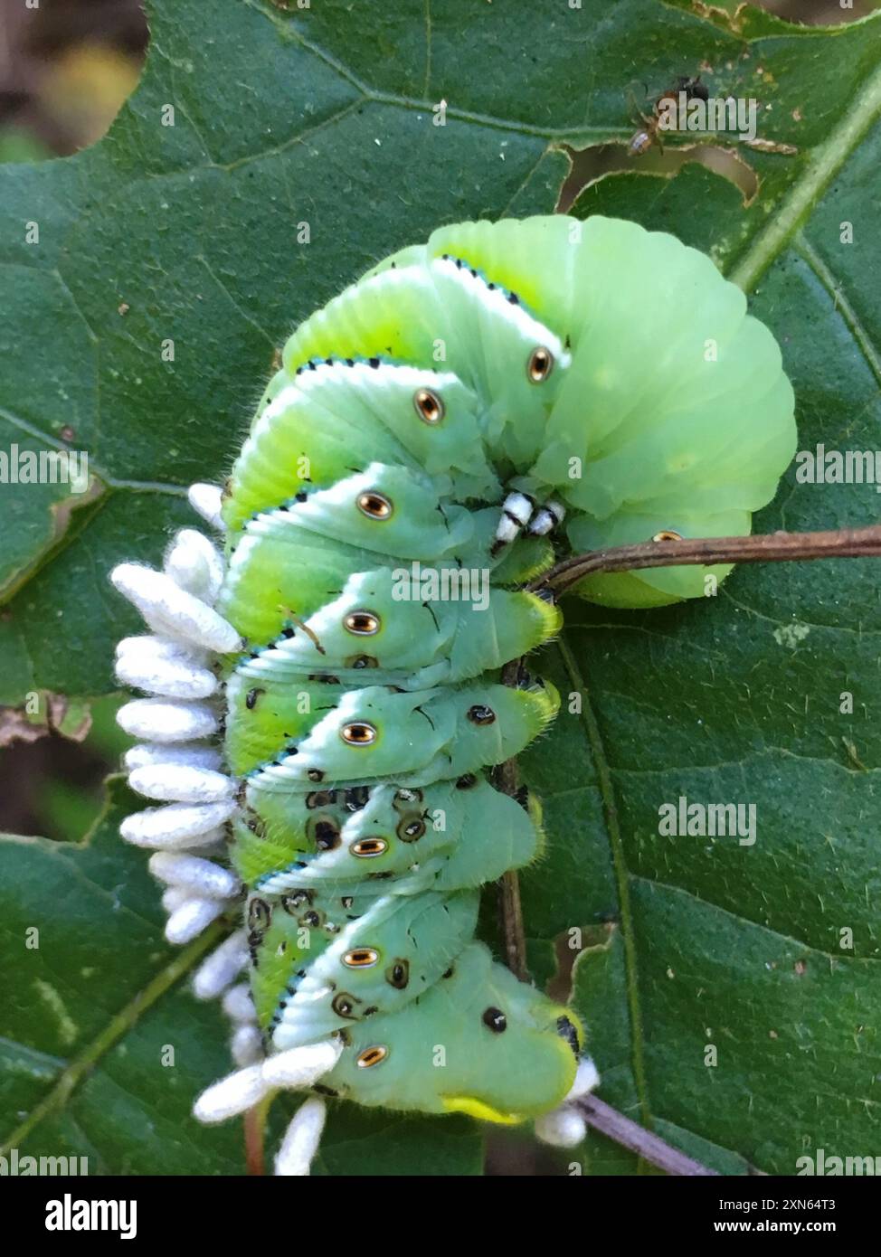 Hornworm Parasitoid Wasp (Cotesia congregata) Insecta Stock Photo - Alamy