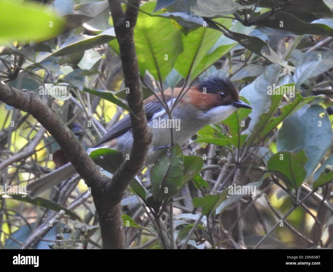 Hemixos castanonotus hi-res stock photography and images - Alamy
