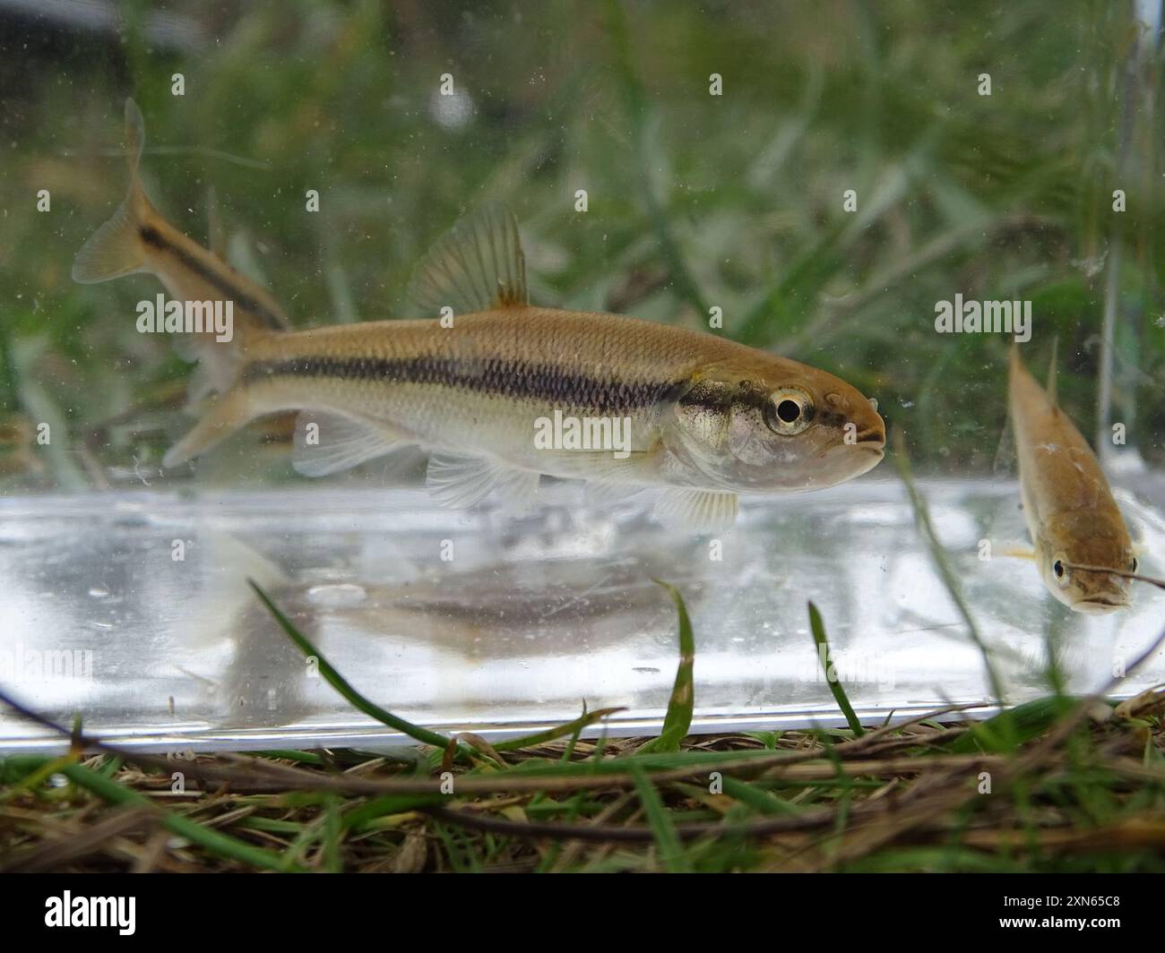 Creek Chub (Semotilus atromaculatus) Actinopterygii Stock Photo - Alamy