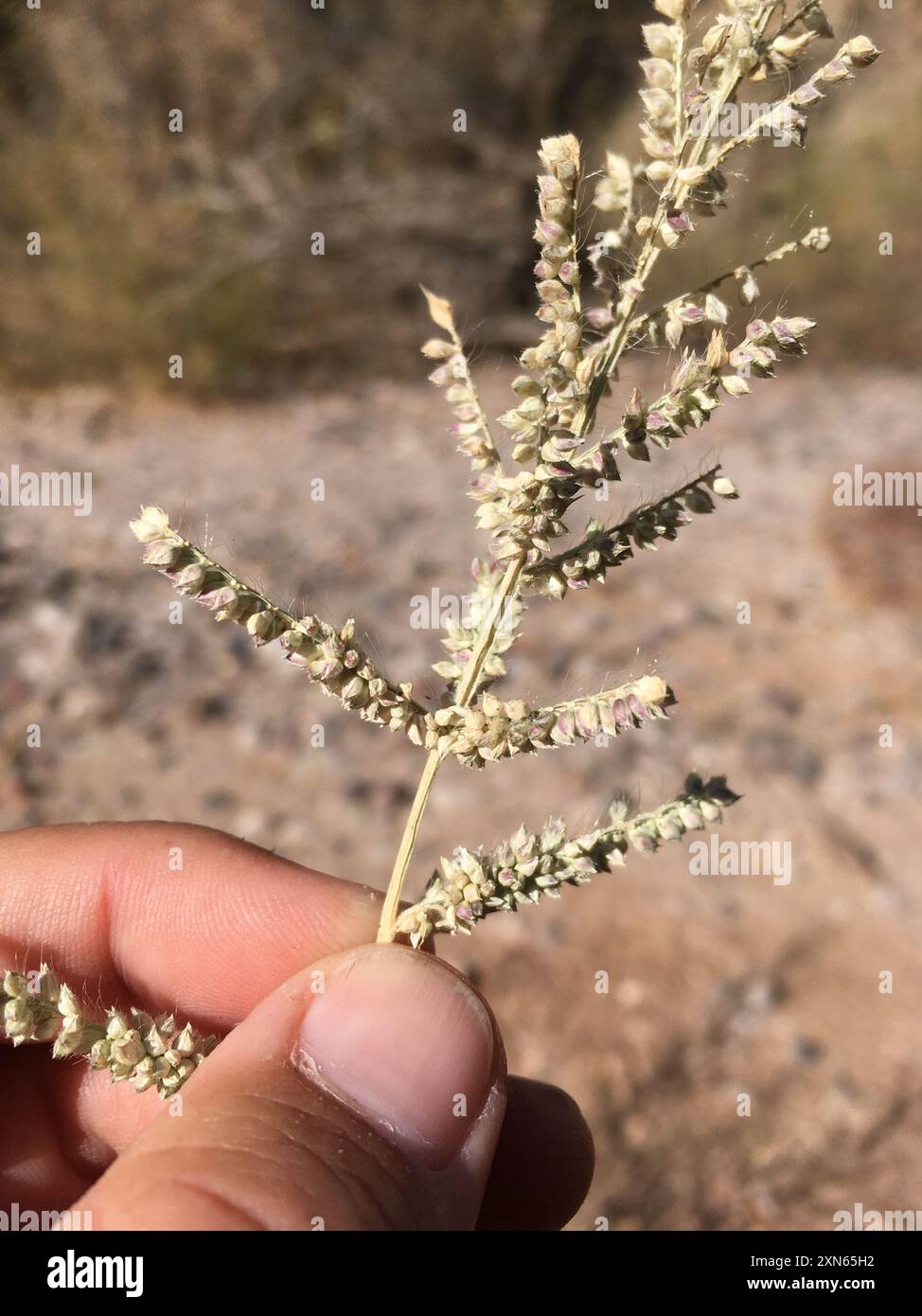 Echinochloa colona hi-res stock photography and images - Alamy