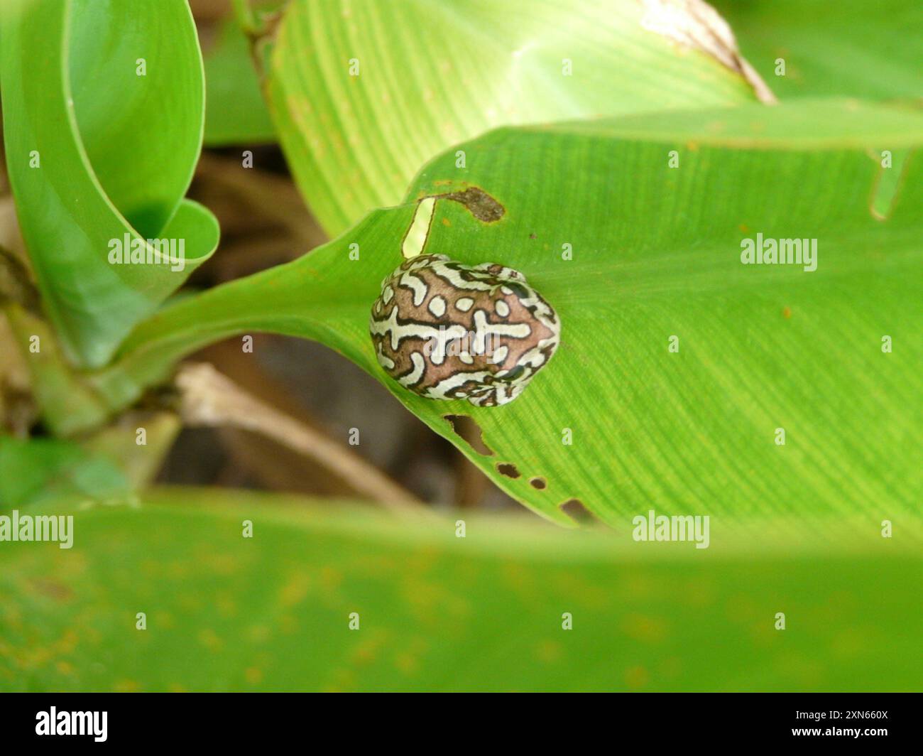 Angolan reed frog hi-res stock photography and images - Alamy
