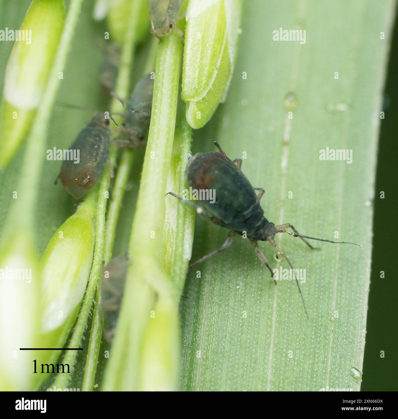 Rhopalosiphum padi hi-res stock photography and images - Alamy