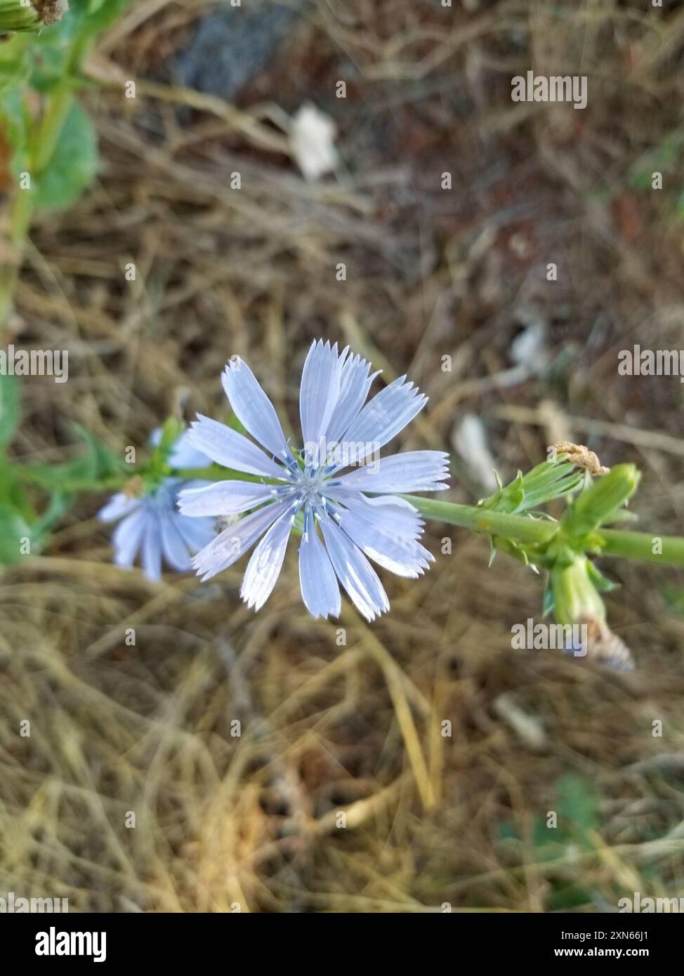 chicory (Cichorium intybus) Plantae Stock Photo - Alamy