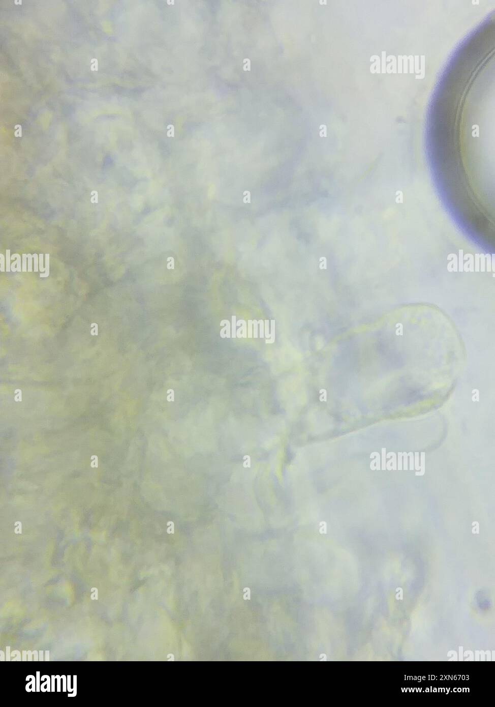 contorted pipe club (Macrotyphula contorta) Fungi Stock Photo - Alamy