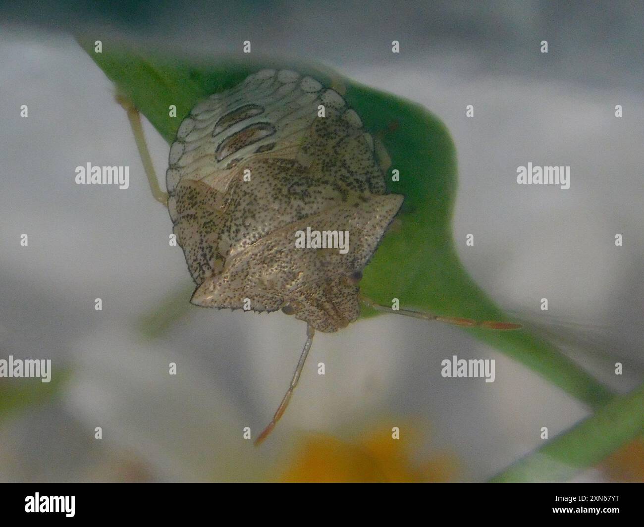 Neotropical Red-shouldered Stink Bug (Thyanta perditor) Insecta Stock ...
