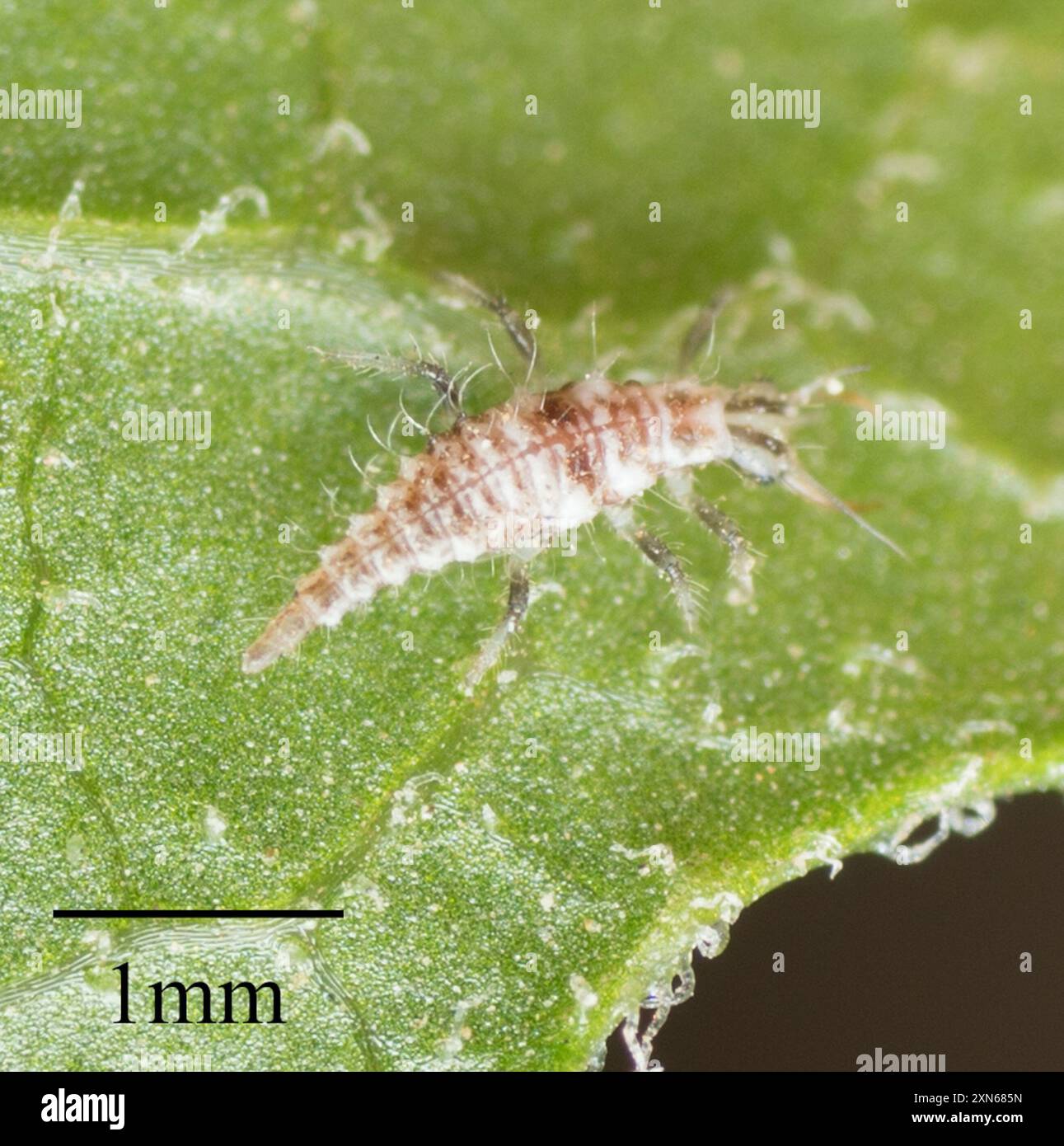 Js685 Insect common green lacewings (Chrysoperla) Insecta Stock Photo - Alamy