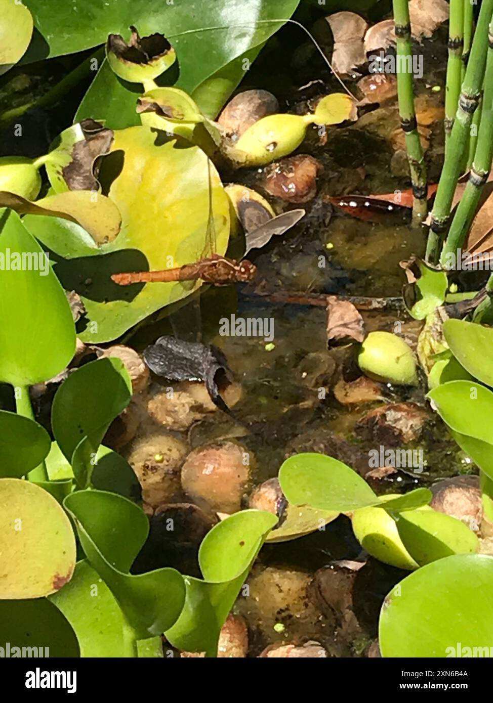 Croce Insects Neon Skimmer (Libellula croceipennis) Insecta Stock Photo - Alamy