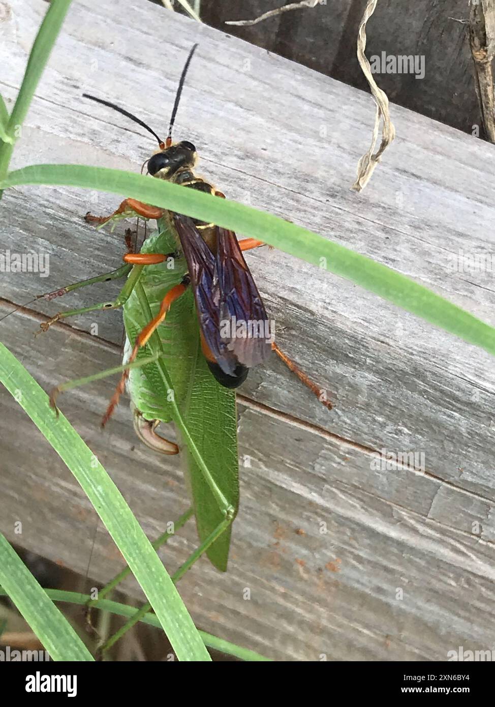 Great Golden Digger Wasp (Sphex ichneumoneus) Insecta Stock Photo - Alamy