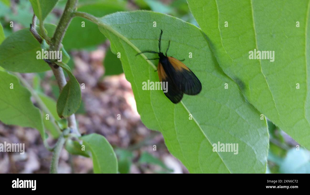 Orange patched smoky moth hi-res stock photography and images - Alamy