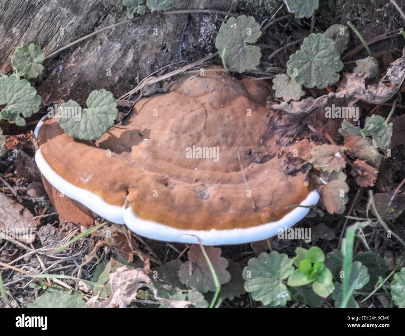artist's bracket (Ganoderma applanatum) Fungi Stock Photo - Alamy