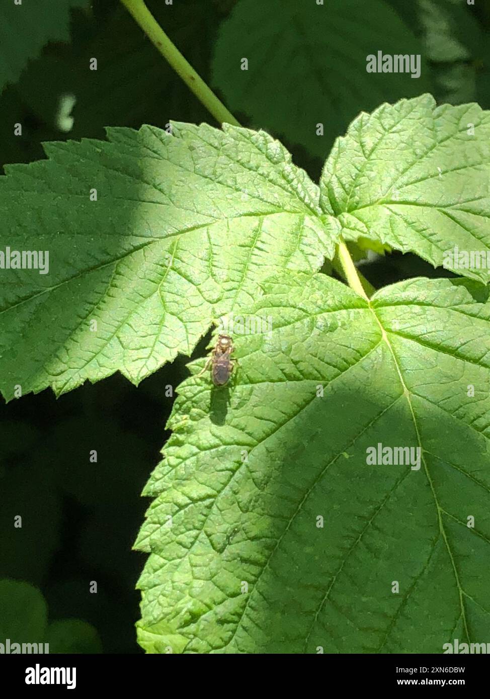 Halictina Insect Sweat Bees (Halictidae) Insecta Stock Photo - Alamy