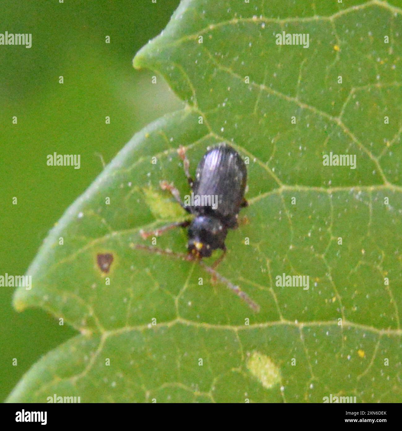 Copal Flea Beetle (Aulacothorax copalina) Insecta Stock Photo - Alamy