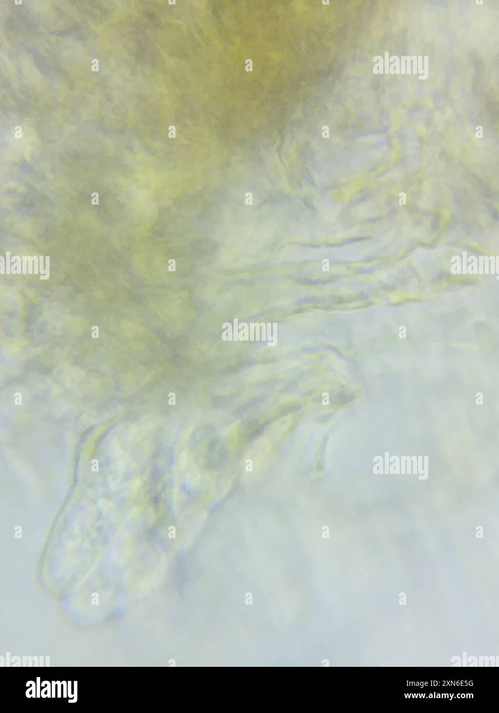 contorted pipe club (Macrotyphula contorta) Fungi Stock Photo - Alamy