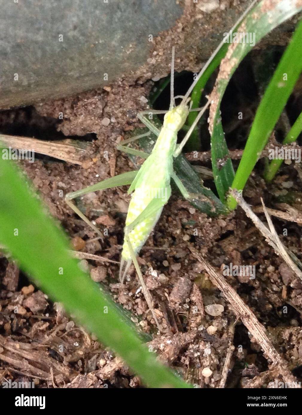 Common Tree Crickets (Oecanthus) Insecta Stock Photo - Alamy