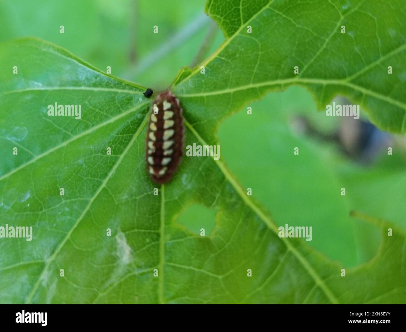 Callophrys henrici hi-res stock photography and images - Alamy