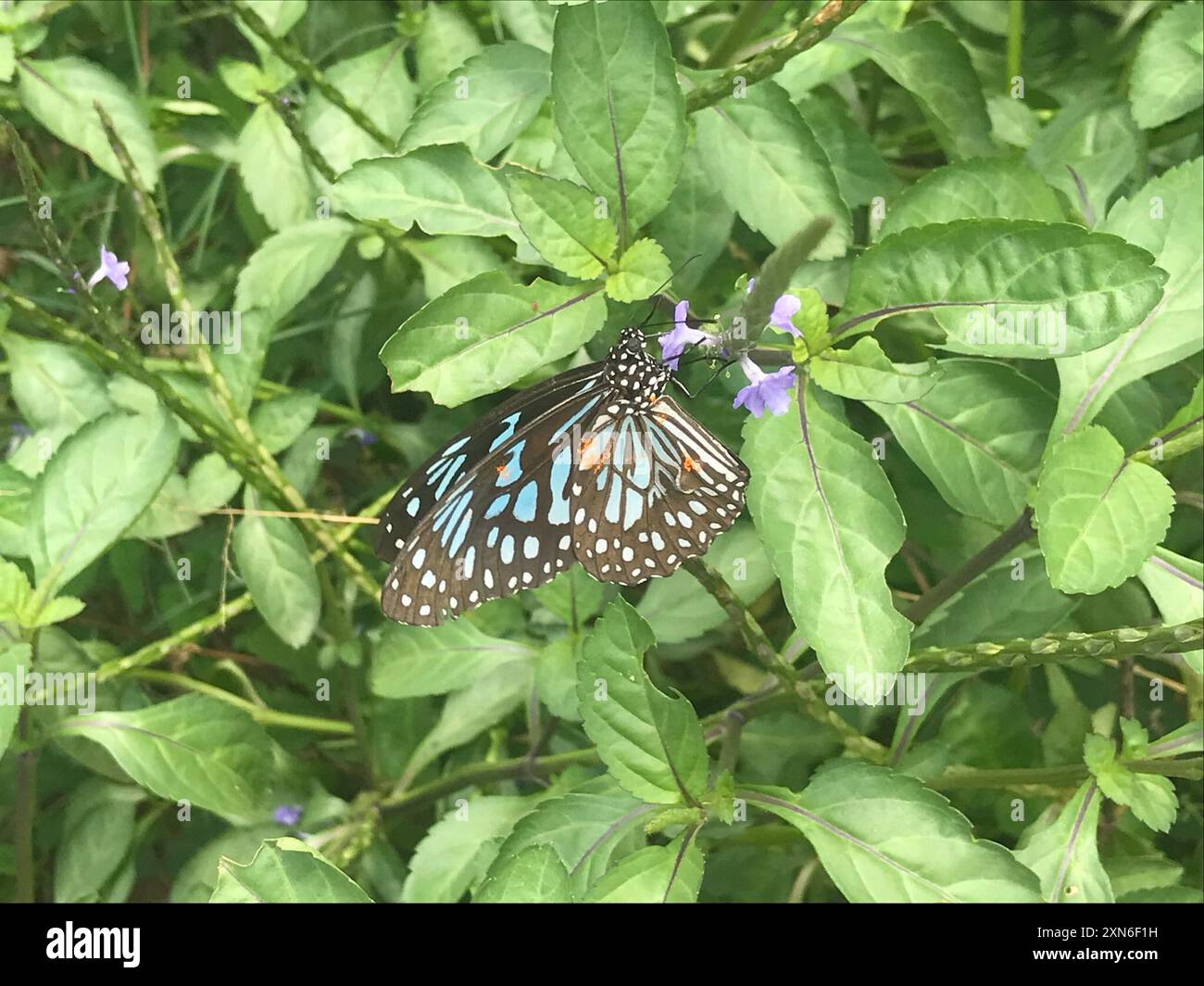 Dark Blue Tiger Butterfly (Tirumala septentrionis) Insecta Stock Photo ...
