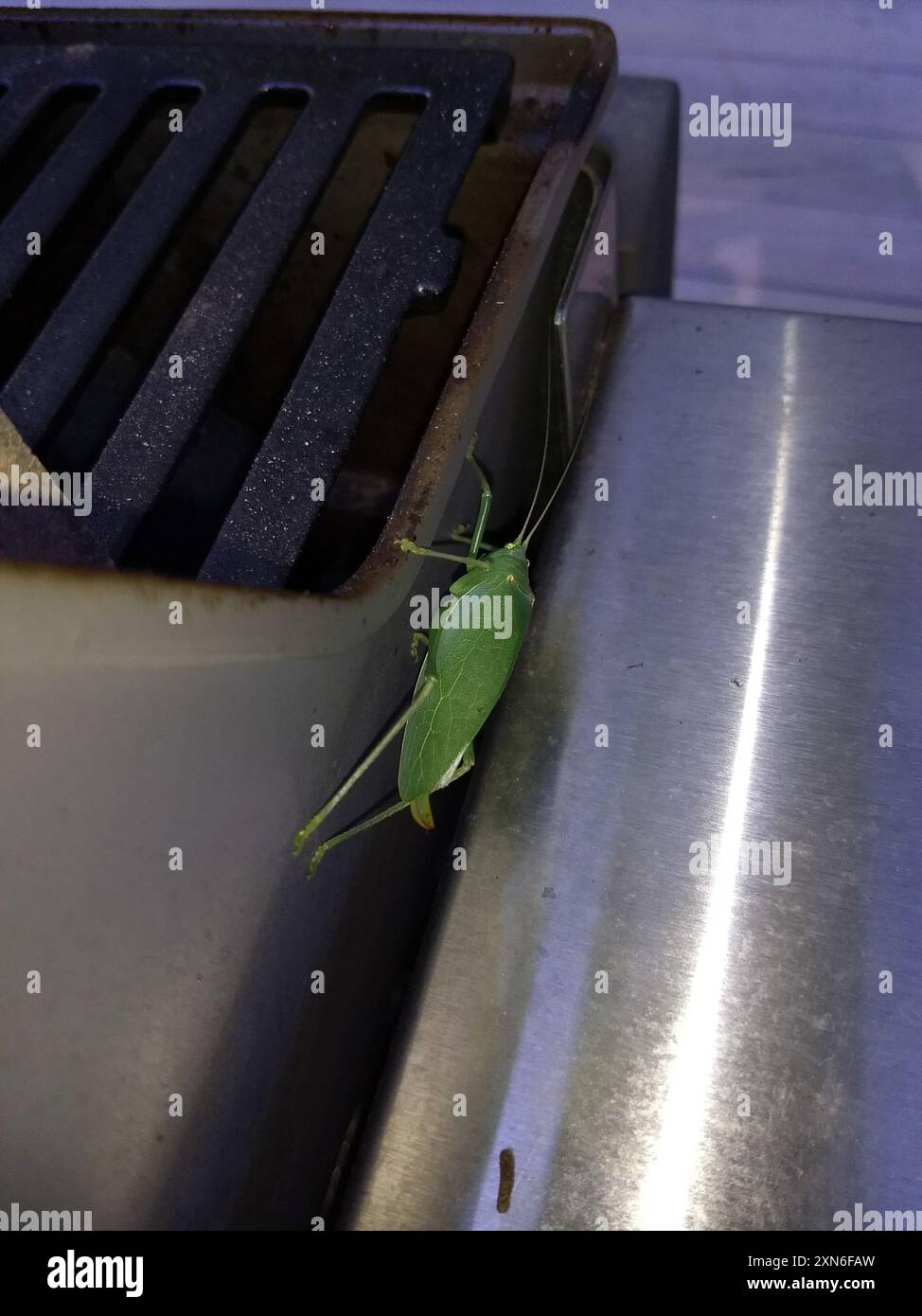 Elli Insect Common True Katydid (Pterophylla camellifolia) Insecta Stock Photo - Alamy