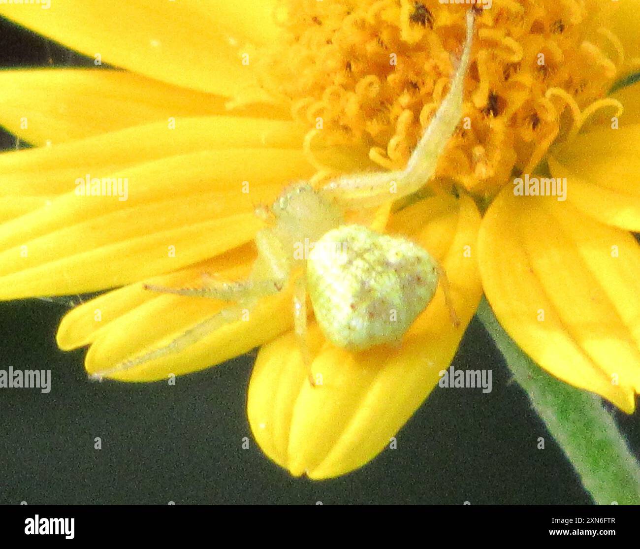 Crab Spiders (Thomisidae) Arachnida Stock Photo - Alamy
