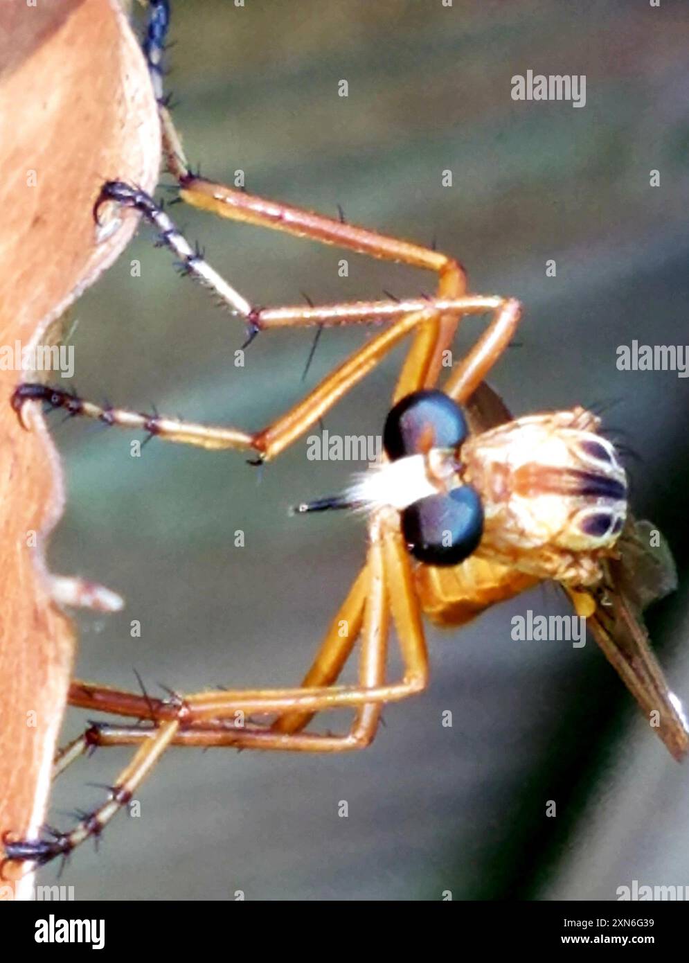Hanging-thieves (Diogmites) Insecta Stock Photo - Alamy