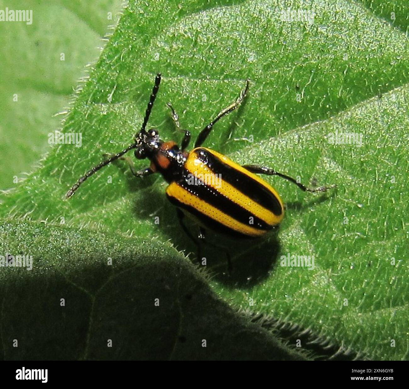 Lema confusa hi-res stock photography and images - Alamy