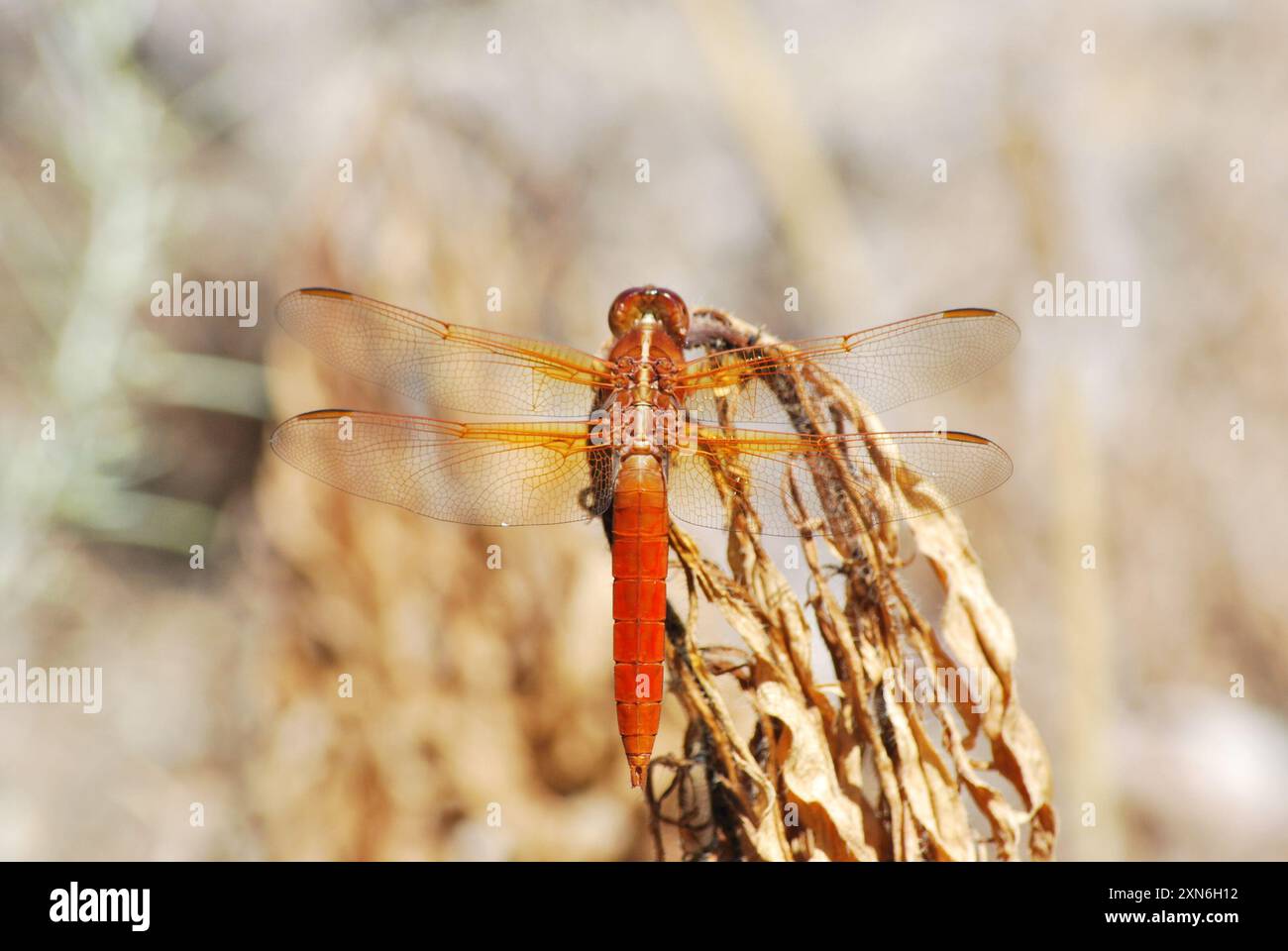 Croce Insects Neon Skimmer (Libellula croceipennis) Insecta Stock Photo - Alamy