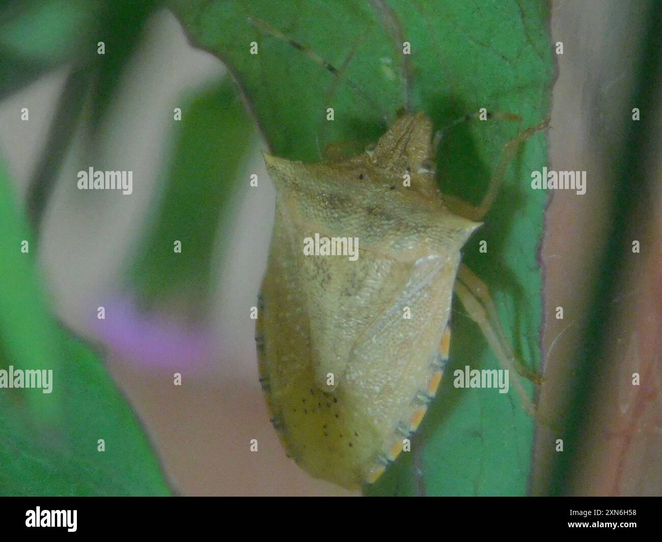 Neotropical Red-shouldered Stink Bug (Thyanta perditor) Insecta Stock ...