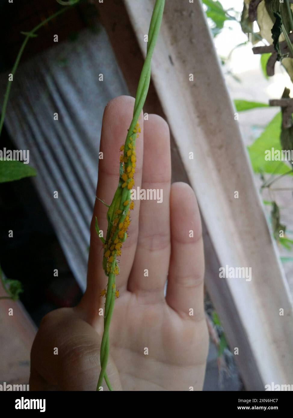 Oleander Insect Oleander Aphid (Aphis nerii) Insecta Stock Photo - Alamy