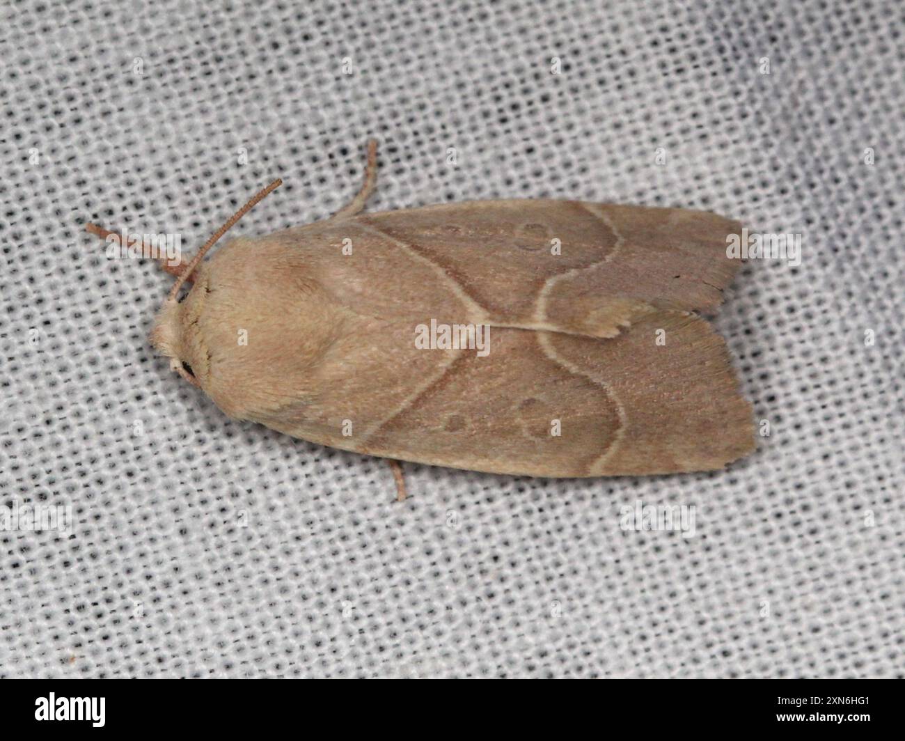 American Dun-bar Moth (Cosmia calami) Insecta Stock Photo - Alamy