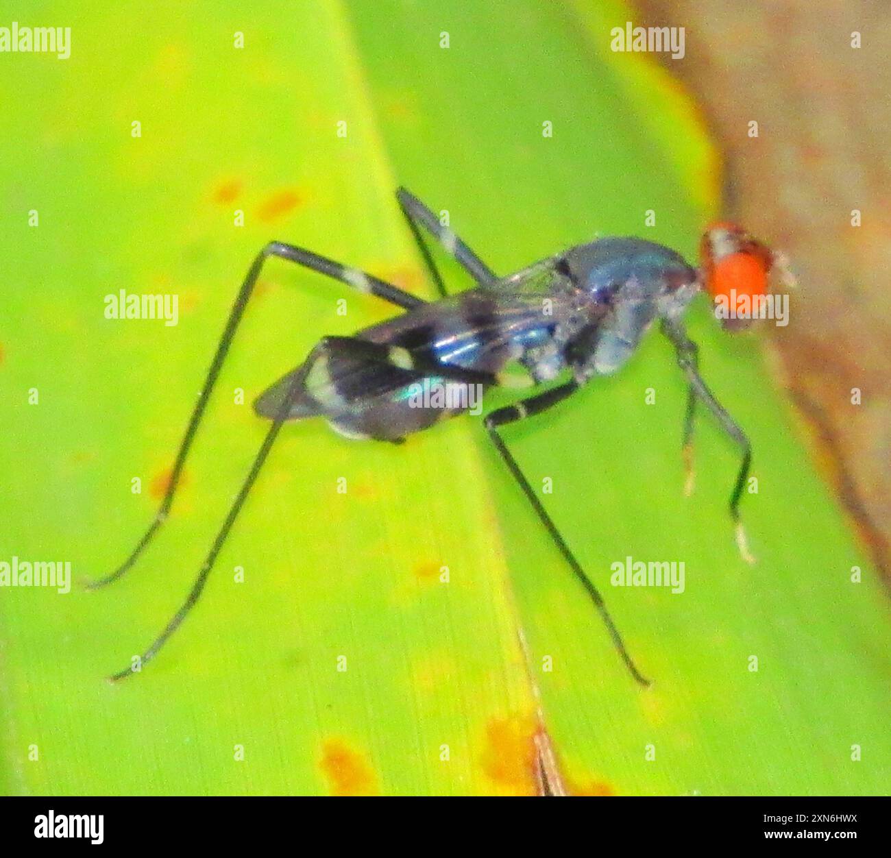 Micropezidae Stilt legged flies hi-res stock photography and images - Alamy