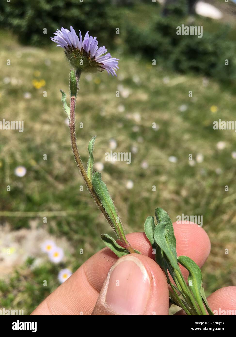 Large-flower Fleabane (Erigeron grandiflorus) Plantae Stock Photo - Alamy