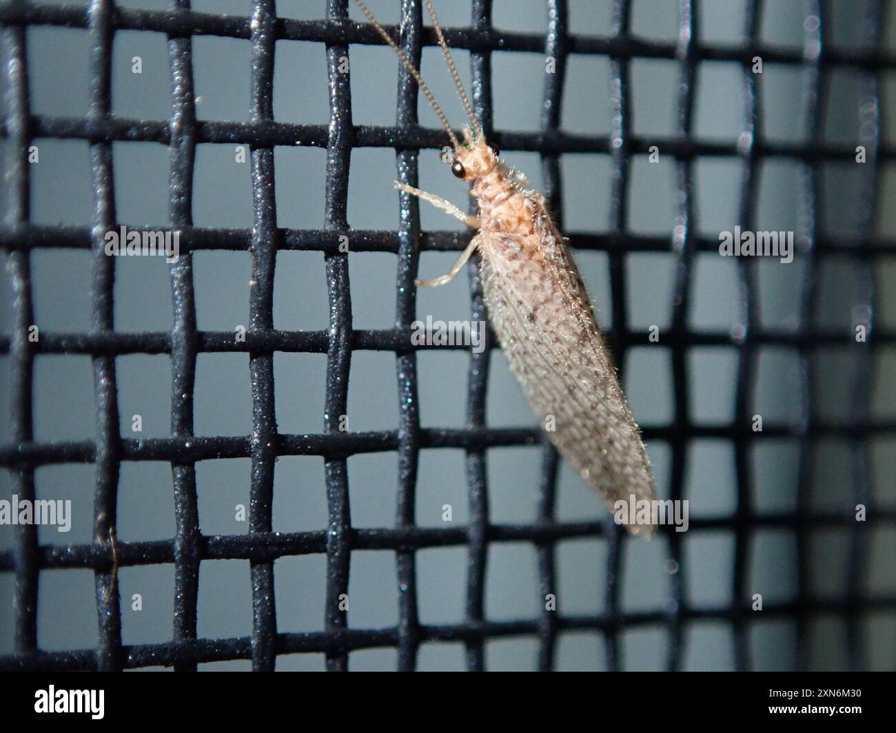 Micromus hi-res stock photography and images - Alamy