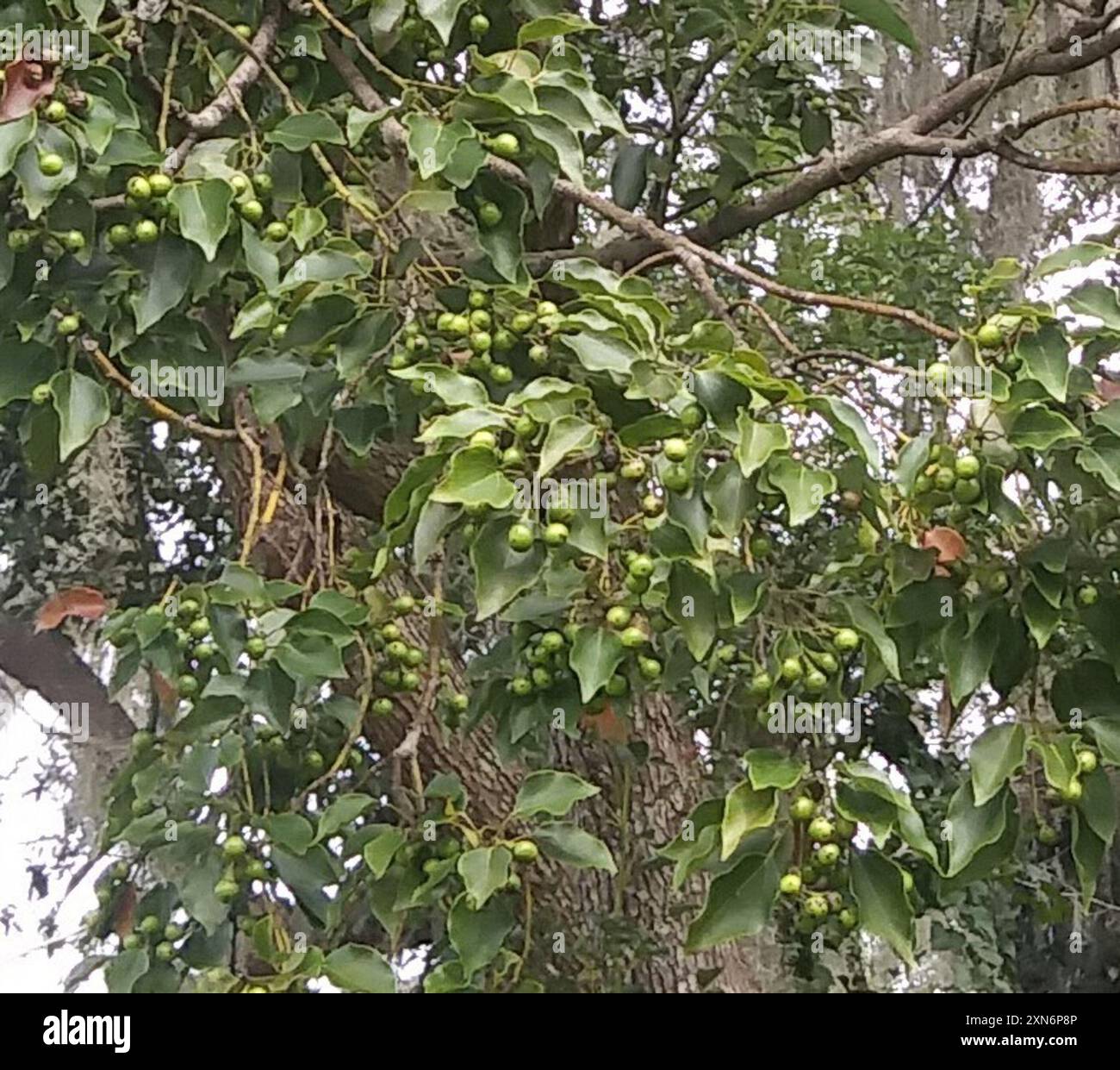 Camphor Tree (Cinnamomum camphora) Plantae Stock Photo - Alamy