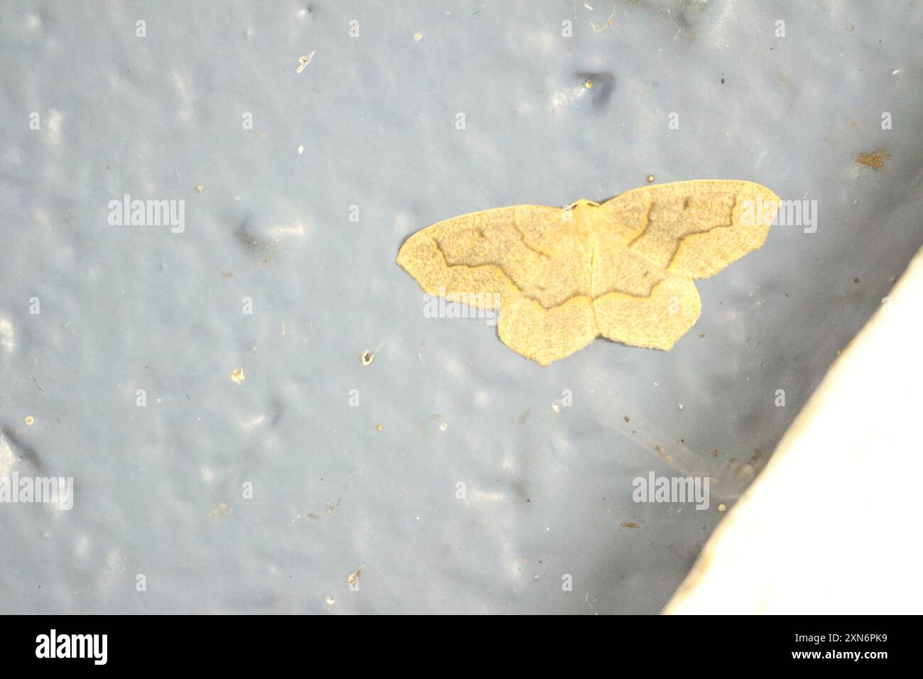 Hamlok Insect Hemlock Looper Moth (Lambdina fiscellaria) Insecta Stock Photo - Alamy