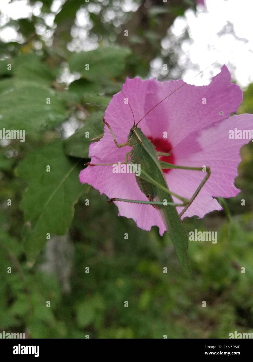 Fork Insect Fork-tailed Bush Katydid (Scudderia furcata) Insecta Stock Photo - Alamy