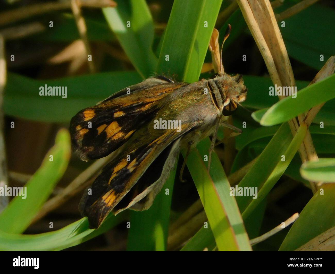 Fiery Skipper (Hylephila phyleus) Insecta Stock Photo - Alamy