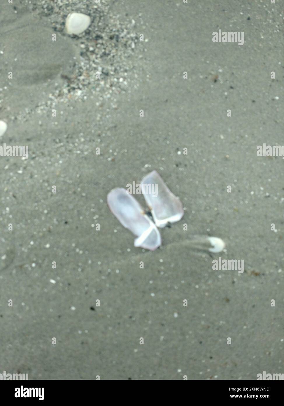 Atlantic Razor (Siliqua costata) Mollusca Stock Photo - Alamy
