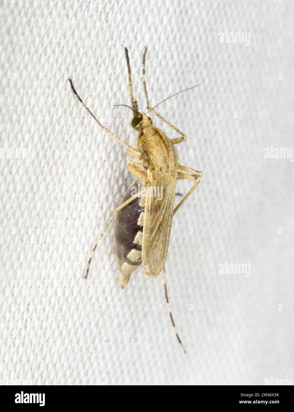 Summer Salt Marsh Mosquito (Aedes dorsalis) Insecta Stock Photo - Alamy