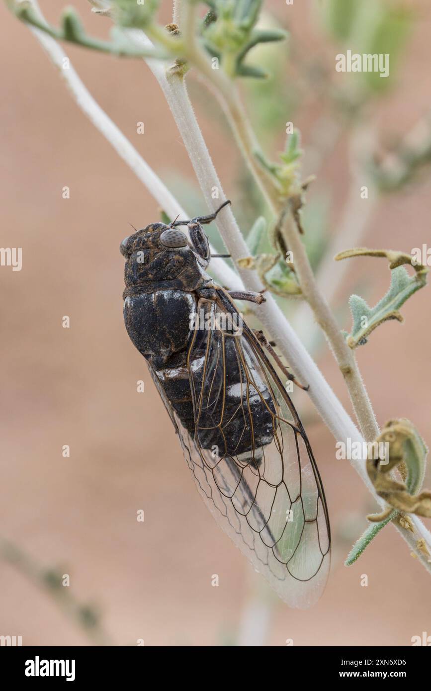 Common Cactus Dodger (Cacama valvata) Insecta Stock Photo - Alamy