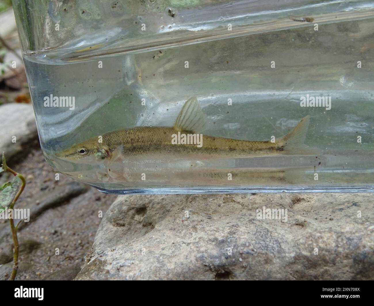 Longnose Dace (Rhinichthys cataractae) Actinopterygii Stock Photo