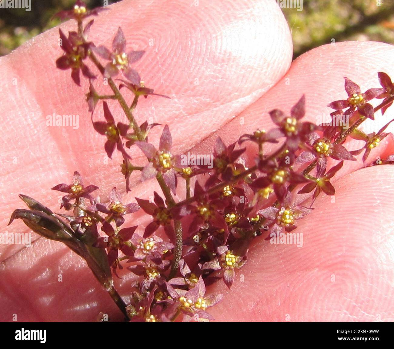 Xanthorhiza Yellow Root Yellowroot: An Underused Wetland Plant North