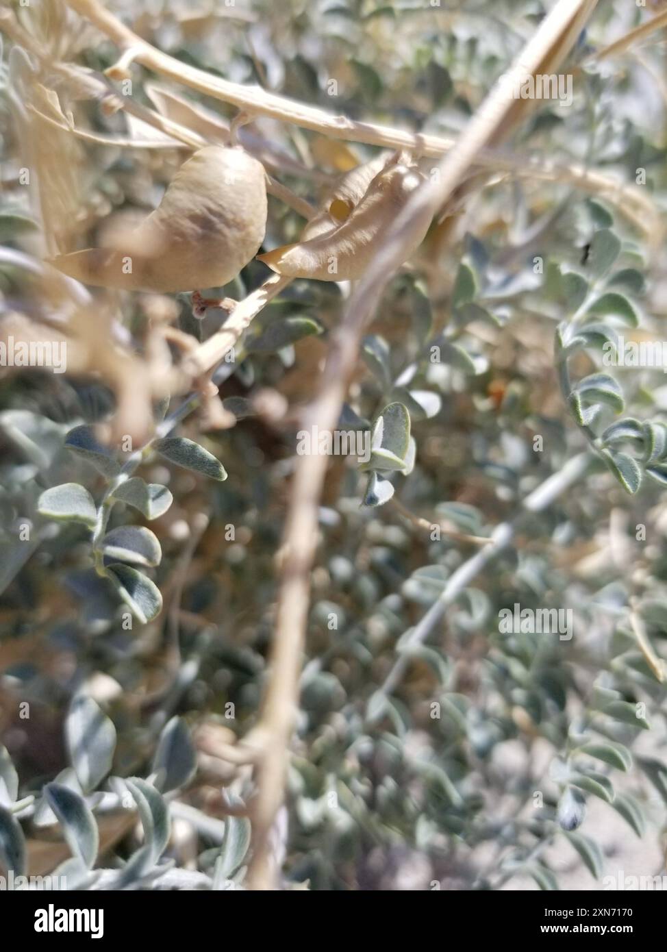 Freckled milkvetch hi-res stock photography and images - Alamy