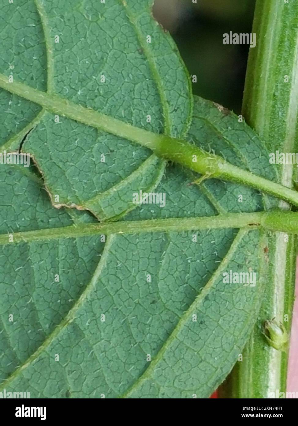 tall tick-trefoil (Desmodium glabellum) Plantae Stock Photo - Alamy