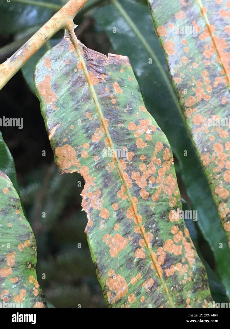 rust fungi (Pucciniales) Fungi Stock Photo - Alamy