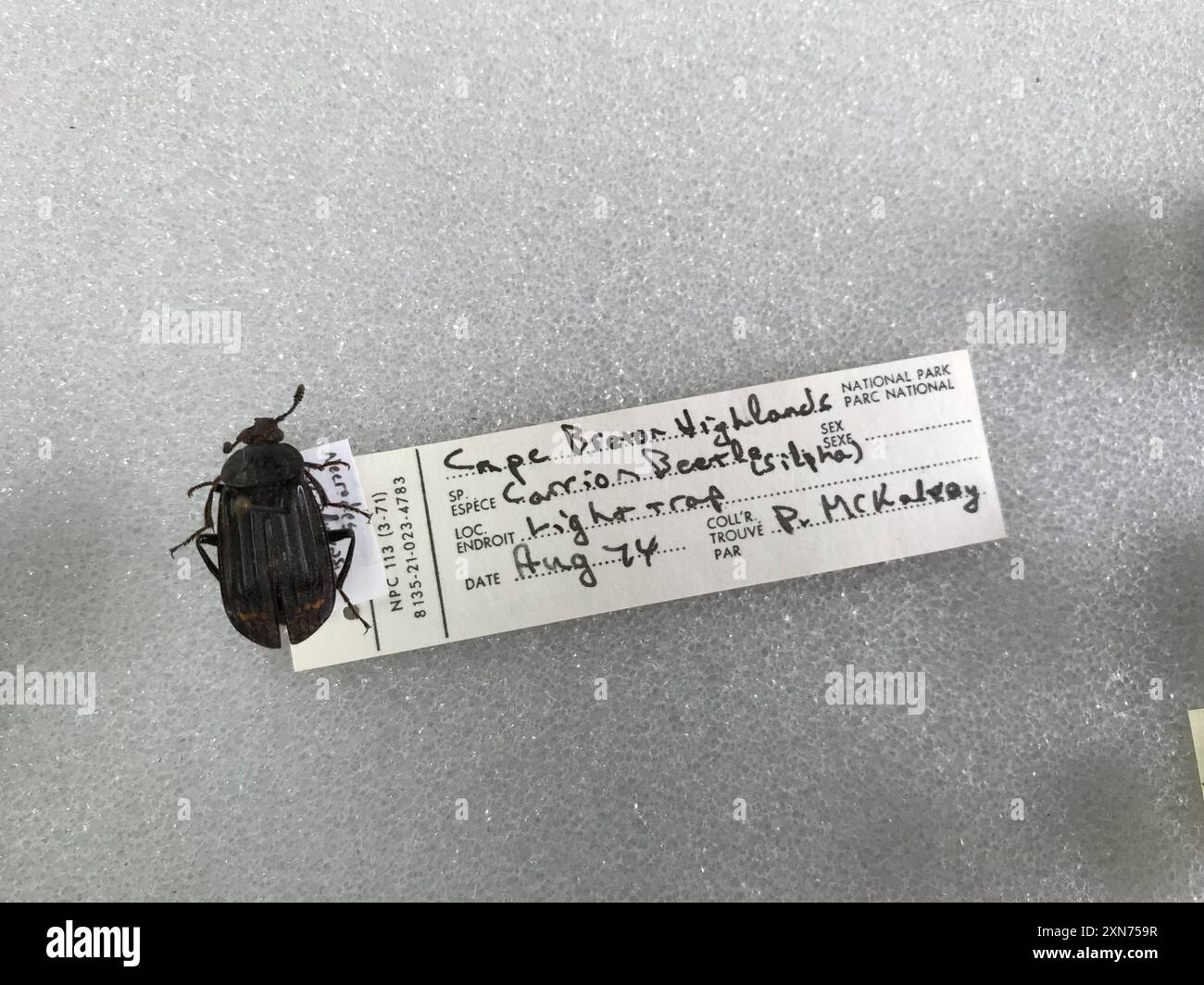 Carrion Inset Red-lined Carrion Beetle (Necrodes surinamensis) Insecta Stock Photo ...