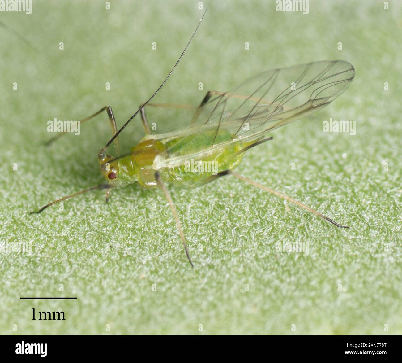 Potato Aphid (Macrosiphum euphorbiae) Insecta Stock Photo - Alamy