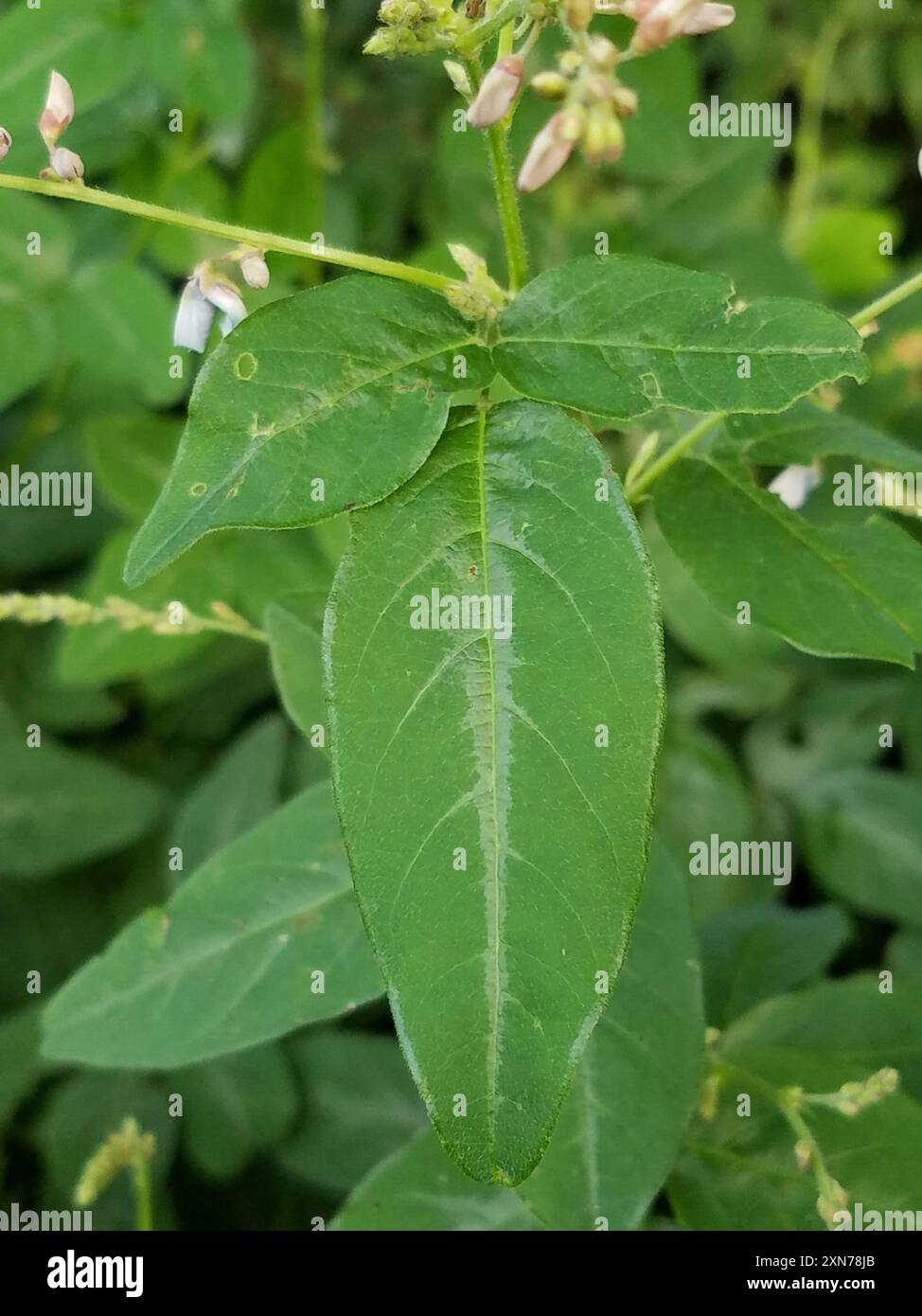 tall tick-trefoil (Desmodium glabellum) Plantae Stock Photo - Alamy